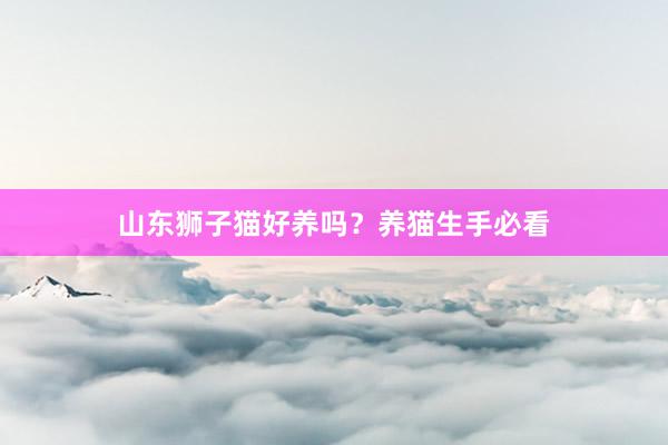 山东狮子猫好养吗?养猫生手必看